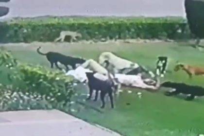 Aligarh Dog Attack