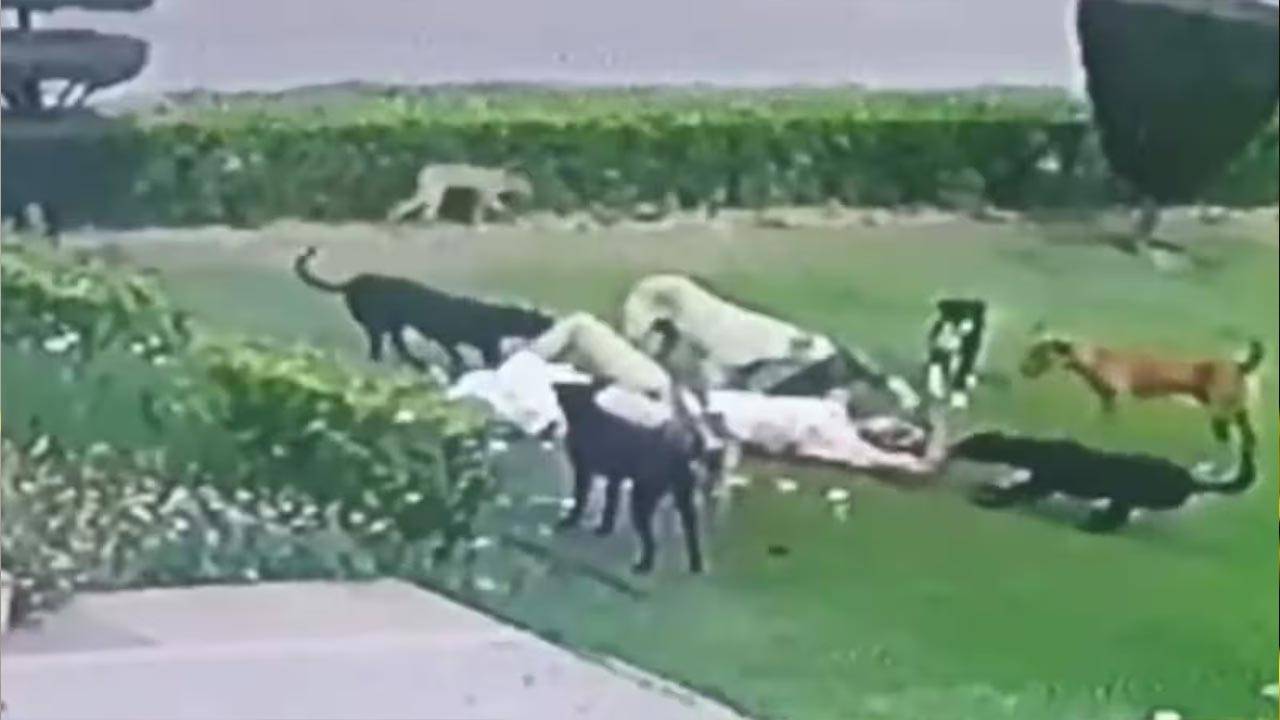 Aligarh Dog Attack