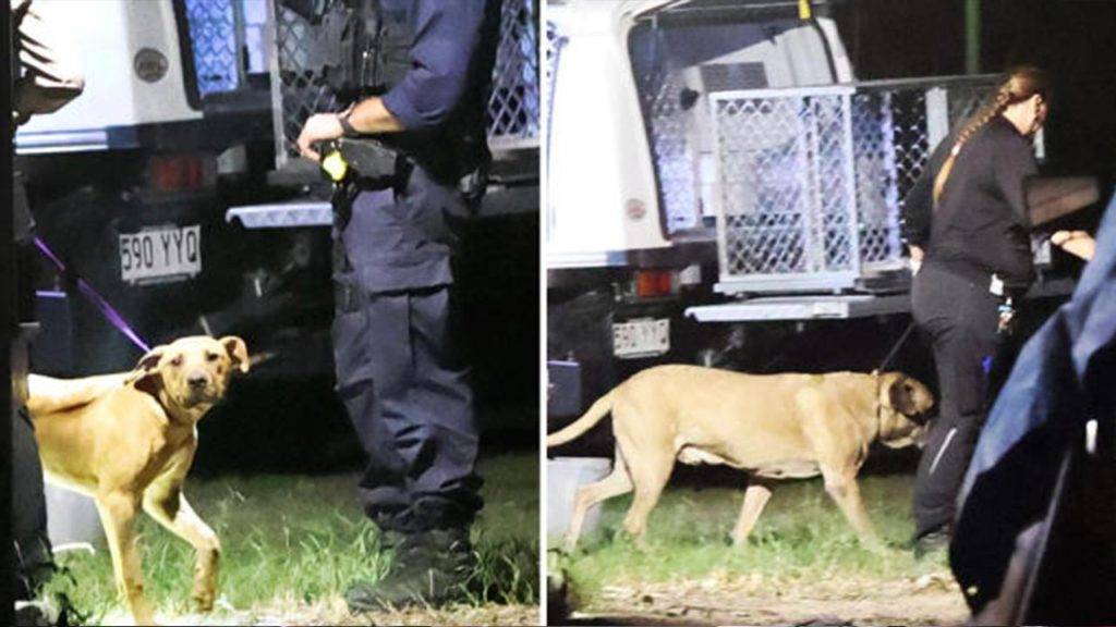 Dog Attack Yatala