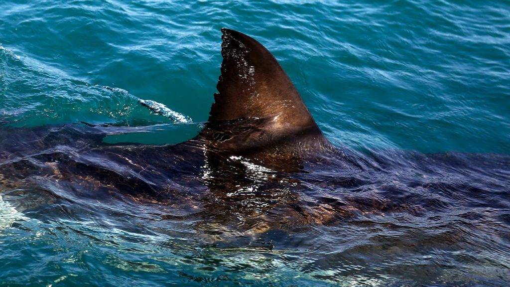 Shark Attack Oahu Today 