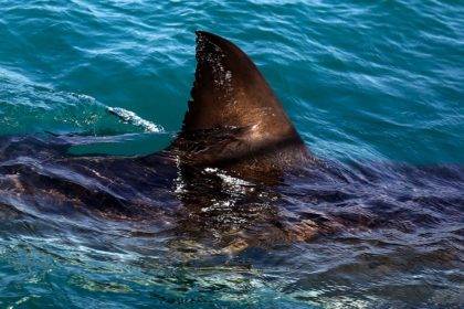 Shark Attack Oahu Today