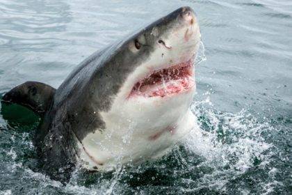 Shark Attack in Maldives