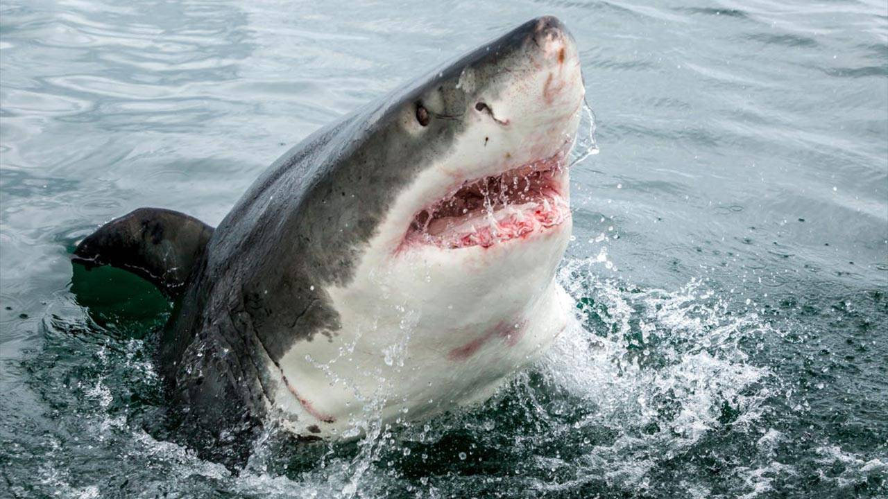 Shark Attack in Maldives