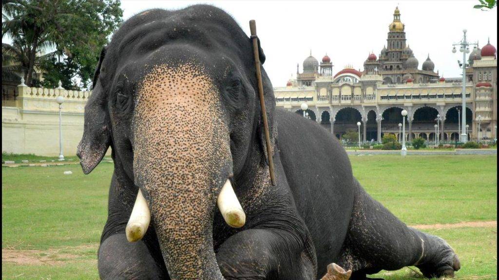 Balarama Elephant Death