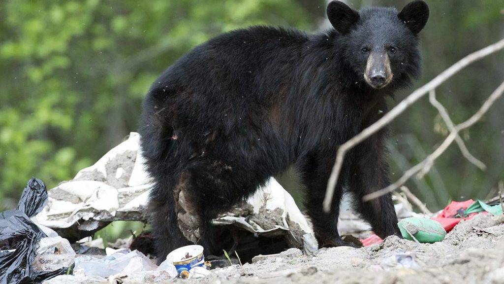 Bear Attack at Suncor