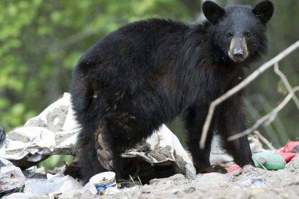 Bear Attack at Suncor