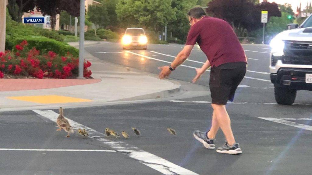 Ducks Crossing Road Man Killed