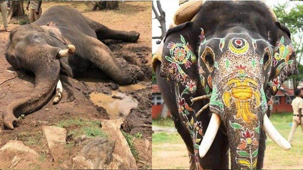 Is Balarama Elephant Still Alive