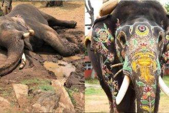 Is Balarama Elephant Still Alive